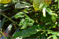 Lygodium microphyllum